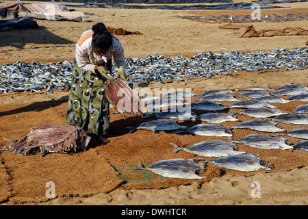 La posa di pesci fuori ad asciugare sotto un caldo sole a Negombo, Sri Lanka Foto Stock