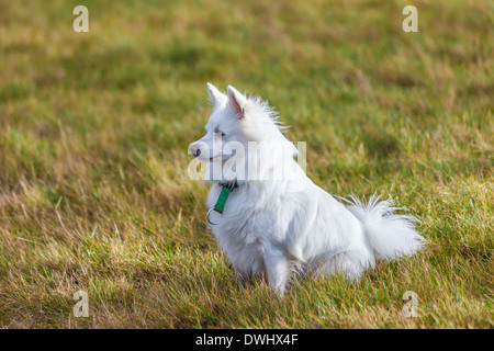 Pomerania bianco dog sitter su campo in erba Foto Stock