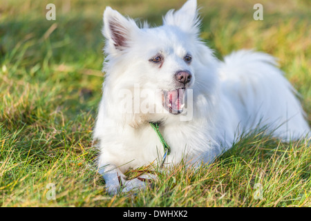 Bianco cane Pomerania oscitant sul campo in erba Foto Stock