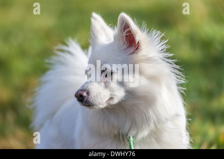 Pomerania bianco cane sul campo in erba Foto Stock