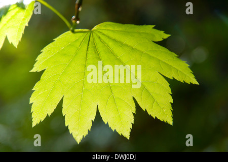 Vite (acero Acer circinatum) foglie lungo Alsea Falls Trail, Oregon Foto Stock