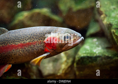 Un maschio di trota iridea (Oncorhynchus mykiss) in un acquario presso il Royal Alberta Museum, in Edmonton, Alberta, Canada. Foto Stock