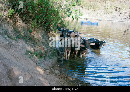 Una mandria di Asian bufali d'acqua fuoriescono dal lago in Bley Doh Key villaggio nel nord della Thailandia Foto Stock