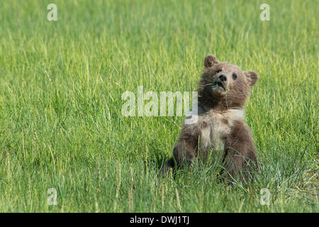 Orso grizzly cucciolo della molla con un colletto bianco e le macchie, Ursus arctos, mangiare sedge erba, il Parco Nazionale del Lago Clark, Alaska, STATI UNITI D'AMERICA Foto Stock