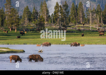 Un gruppo di Bison attraversare un fiume in Fontana piatto durante la mattina presto, il Parco Nazionale di Yellowstone, Wyoming. Foto Stock