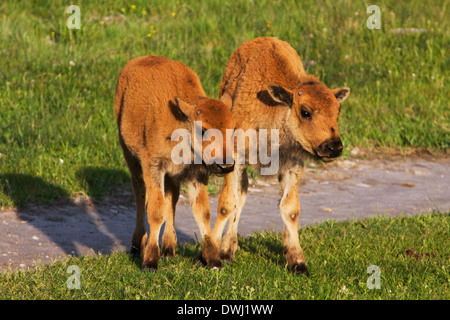 Due vitelli di bisonti insieme nella fontana appartamento al mattino presto, il Parco Nazionale di Yellowstone, Wyoming. Foto Stock