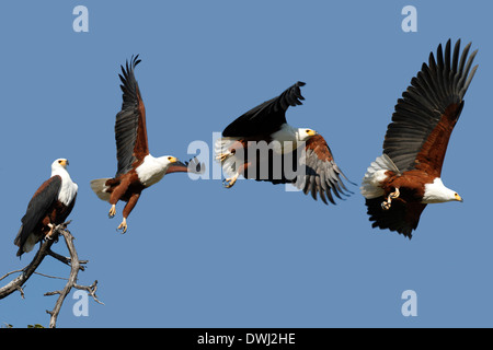 African Fish Eagle (Haliaeetus vocifer) in Chobe National Park in Botswana Foto Stock