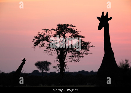 Giraffe (Giraffa camelopardlis) al tramonto nel Savuti area del Botswana Foto Stock