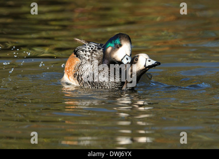 Chiloe Wigeon - Anas sibilatrix coppia coniugata Foto Stock