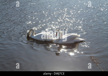 Bianco puro paio di adulto cigni nuotano nelle onde splendente Foto Stock