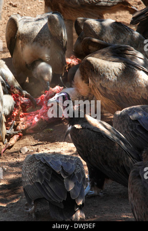 Falda-di fronte e con cappuccio avvoltoi alimentazione su un kill vicino a Victoria Falls nello Zimbabwe Foto Stock