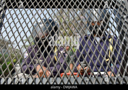 Phnom Penh Cambogia. 5 Feb 2014. polizia stare dietro le barricate. 8 marzo 2014, Phnom Penh Cambogia. © George Nickels/NurPhoto/ZUMAPRESS.com/Alamy Live News Foto Stock