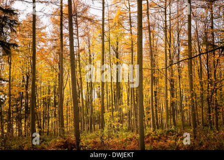 Legno di larice in autunno REGNO UNITO Foto Stock