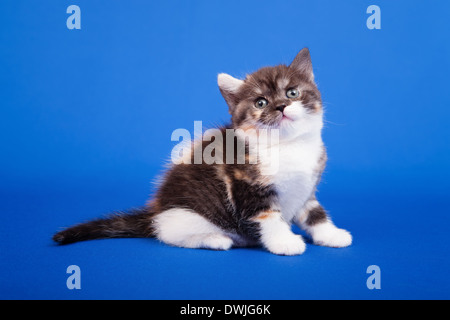 Tricolore scozzese gatto di razza pura è seduta su sfondo blu Foto Stock