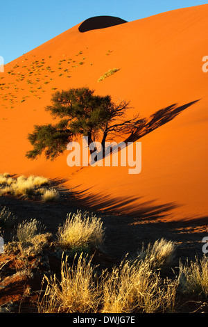 La mattina presto del sole sulla macchia e le dune di sabbia del deserto del Namib al Sossusvlei in Namibia Foto Stock