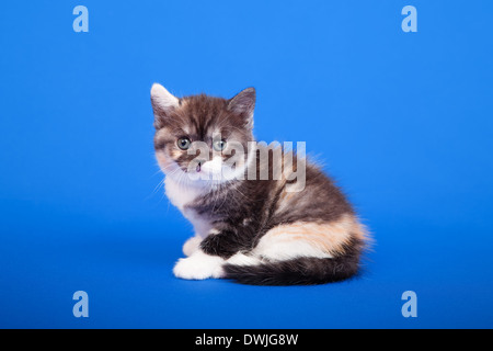 Tricolore scozzese gatto di razza pura è seduta su sfondo blu Foto Stock