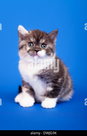 Tricolore scozzese gatto di razza pura è seduta su sfondo blu Foto Stock