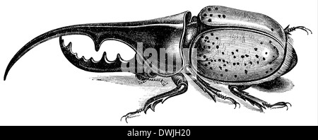 Dynastes hercules Hercules beetle Foto Stock