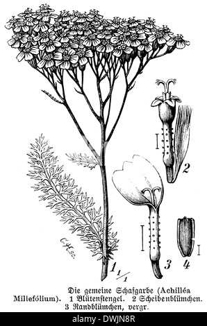 Achillea Foto Stock