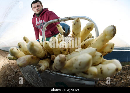 Durmersheim, Germania. Decimo Mar, 2014. La frutta e la verdura picker Sandu Malaiu raccolti di asparagi freschi sul Gehrer asparagi in fattoria Durmersheim, Germania, 10 marzo 2014. La base di asparagi sul Gehrer farm è coltivato al di sotto di una lamina di plastica che permette il vegetale di crescere più velocemente rispetto ai tradizionali metodi di allevamento. Foto: Uli Deck/dpa/Alamy Live News Foto Stock