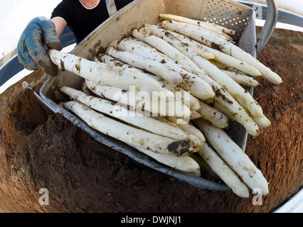 Durmersheim, Germania. Decimo Mar, 2014. Frutta e ortaggi raccolti raccoglitrice di asparagi freschi sul Gehrer asparagi in fattoria Durmersheim, Germania, 10 marzo 2014. La base di asparagi sul Gehrer farm è coltivato al di sotto di una lamina di plastica che permette il vegetale di crescere più velocemente rispetto ai tradizionali metodi di allevamento. Foto: Uli Deck/dpa/Alamy Live News Foto Stock