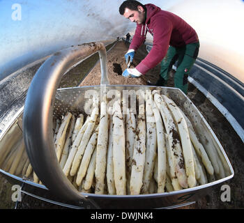 Durmersheim, Germania. Decimo Mar, 2014. La frutta e la verdura picker Sandu Malaiu raccolti di asparagi freschi sul Gehrer asparagi in fattoria Durmersheim, Germania, 10 marzo 2014. La base di asparagi sul Gehrer farm è coltivato al di sotto di una lamina di plastica che permette il vegetale di crescere più velocemente rispetto ai tradizionali metodi di allevamento. Foto: Uli Deck/dpa/Alamy Live News Foto Stock