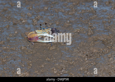 Un roseo Fiddler crab Foto Stock