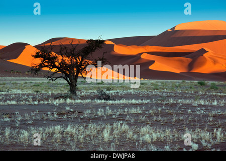 Alba la luce del sole sulle dune di sabbia del Namib-nuakluft Deserto vicino a Sossusvlei in Namibia Foto Stock