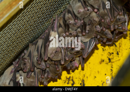 Bat pipistrelli animale, Asia, Asia, Australia, australiano, bat, bella, nero, filiali, succursali, paese, giorno, giù, orecchie, battenti Foto Stock