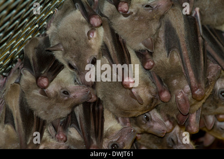 Bat pipistrelli animale, Asia, Asia, Australia, australiano, bat, bella, nero, filiali, succursali, paese, giorno, giù, orecchie, battenti Foto Stock