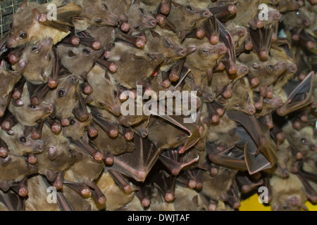 Bat pipistrelli animale, Asia, Asia, Australia, australiano, bat, bella, nero, filiali, succursali, paese, giorno, giù, orecchie, battenti Foto Stock