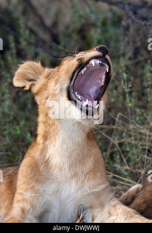 Un LION CUB (Panthera leo) nella regione di Savuti del Botswana Foto Stock