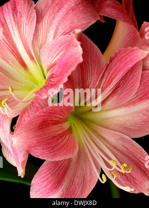 Amaryllis Hippeastrum, Foto Stock