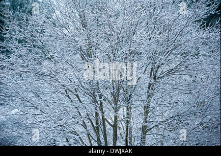 Il ghiaccio-racchiusi e snow-laden rami di un albero di acero visualizzare la bellezza dell'inverno in seguito ad una tempesta di ghiaccio in Atlanta, Georgia. Foto Stock