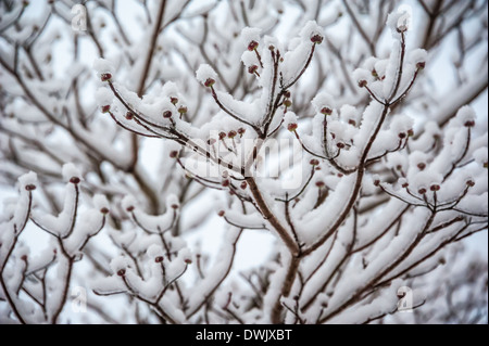 Ice-racchiusi e lento-laden Sanguinello gemme e rami durante un ghiaccio e tempesta di neve in Atlanta, Georgia. Stati Uniti d'America Foto Stock