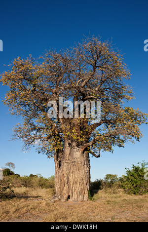 Baobab (Adansonia digitata) nell'area di Savuti del Botswana Foto Stock