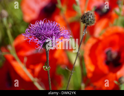 Fiordaliso marrone, centaurea jacea Foto Stock