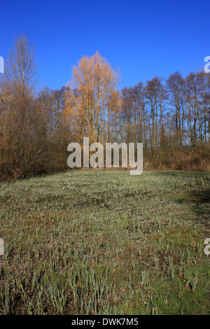 Una vista del paesaggio di alberi ed erbe a Sevenoaks country park set contro un cielo blu chiaro Foto Stock