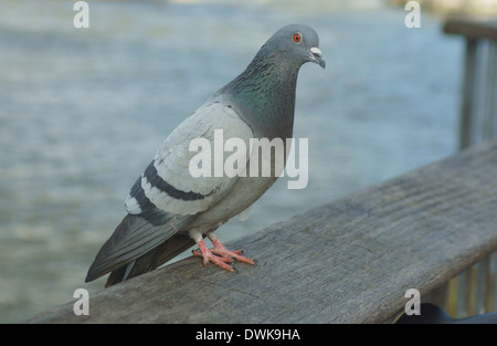 Piccioni selvatici (Columba livia) a Londra Foto Stock