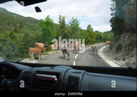 Bestiame sulla strada Foto Stock