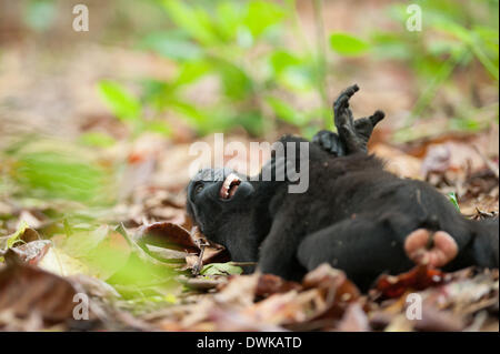 Tangkoko foresta, Nord Sulawesi, Indonesia. Il 10 marzo 2014. Tangkoko è una delle ultime roccaforti della specie gravemente minacciate di Sulawesi crested black macachi (Macaca nigra). Due macachi giocare combattimenti. Tafferugli come questo sono importanti per il legame sociale e la pratica per più grave combatte più tardi nella vita. Credito: Andrew Walmsley/Alamy Live News Foto Stock