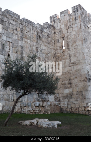 Un albero di olivo al di fuori delle mura della Città Vecchia di Gerusalemme lungo Sultan Suleiman St Foto Stock