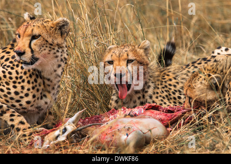 Ghepardo famiglia pasto Foto Stock