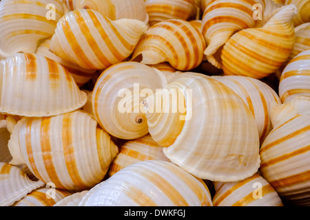 Svuotare i serbatoi di mare o di lumache di mare dello stesso colore e forma su una pila. primo piano. Foto Stock