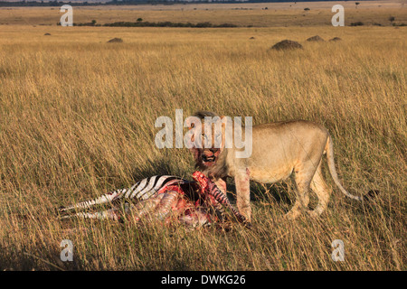 Pasto del leone Foto Stock