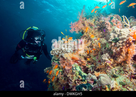 Subacqueo e hard e soft Coral reef e la coda a lira anthias (Pseudanthias squamipinnis), Marsa Alam, Egitto, Mar Rosso, Nord Africa Foto Stock