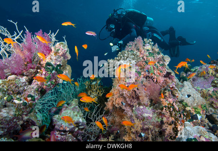 Subacqueo e hard e soft Coral reef e la coda a lira anthias (Pseudanthias squamipinnis), Marsa Alam, Egitto, Mar Rosso, Nord Africa Foto Stock