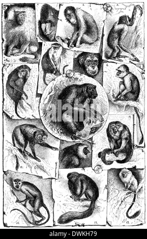 Collage: I. scimmie del Vecchio Mondo. 1 Gorilla 2 gibbone, 3 Orangutan, 4 Mandrill 5 o hamadryas hamadryas babbuino, 6 Hulman o Huneman, 7 scimpanzé, mare 8 Gatto, 9 macaco 10 Kahau o proboscide scimmia. II Nuovo Mondo scimmie: 11 scimmia urlatrice, 12 Mirikina 13 Tamar Foto Stock