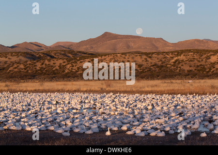 Minor le oche delle nevi (Chen C. caerulescens), Bosque del Apache National Wildlife Refuge, nuovo Messico, Stati Uniti d'America Foto Stock