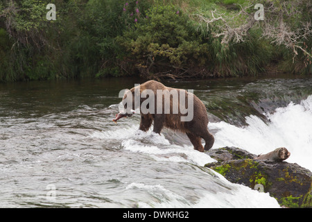 Orso grizzly (Ursus arctos), Brooks Falls, Katmai National Park, Alaska, Stati Uniti d'America, America del Nord Foto Stock